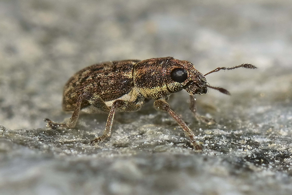 Sitona sulcifrons ssp. argutulus - Curculionidae